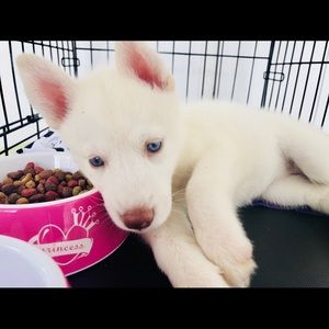 Meet your Posher, Maurio